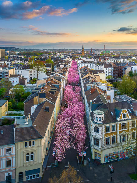 Luftaufnahme der Kirschblütenbäume in der Altstadt von Bonn, Deutschland von Michael Abid