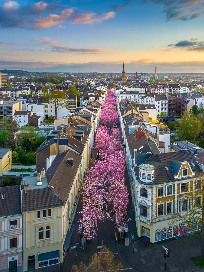 Cherry blossoms in Bonn
