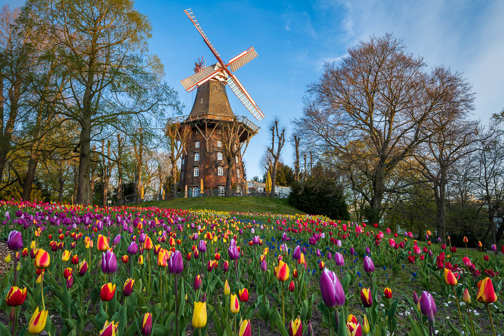 Tulpen an der Windmühle in Bremen