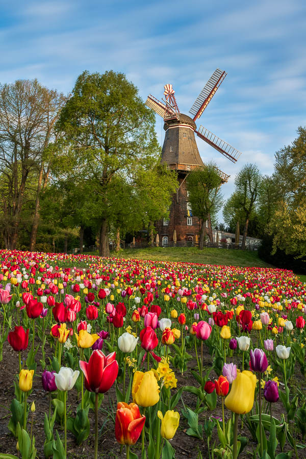 Tulpen an der Windmühle in Bremen