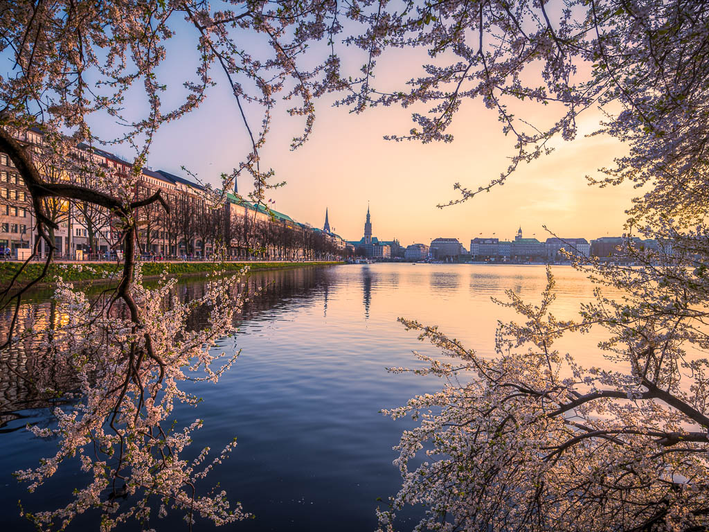 Kirschblüten in Hamburg