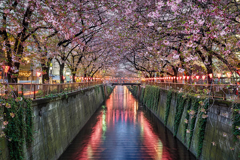 Cherry blossom trees in Tokyo