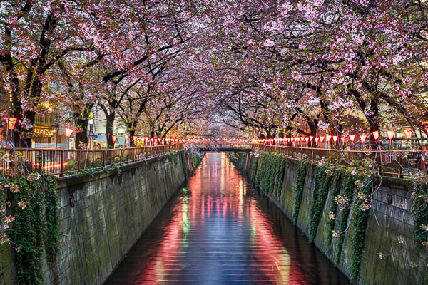 Kirschblütenbäume bei Nacht in Tokio, Japan von Michael Abid