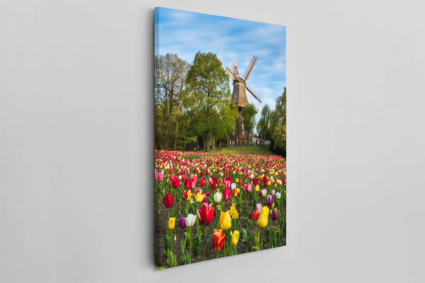 Canvas - Tulips at the windmill in Bremen