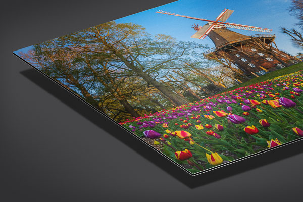 Alu-Dibond - Tulpen an der Windmühle in Bremen