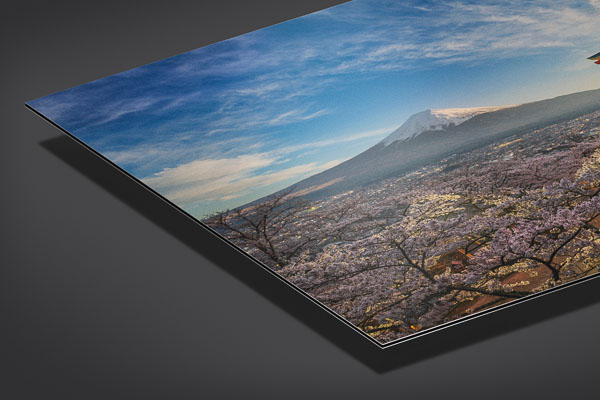 Metal Print - Mount Fuji with cherry blossoms in Japan